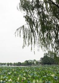 我,阿尔东沙